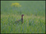 The great attraction - a female Little Bustard