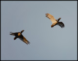 Male Little Bustards flying low in evening light