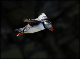 Puffin at Sumburgh Head - Shetland