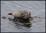 Harbour Seal near Leebotten