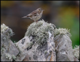 Meadow Pipit