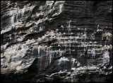 Gannets breeding at Noss