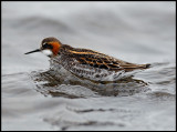 Male Red-necked Phalarope - Fetlar