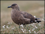 Great Skua at Hermaness - Unst
