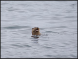 Otter fishing near the ferry termianl at Unst