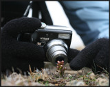 Photography at Keen of Hamar (Frog Orchid)