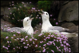 The Fulmar - a typical Shetland bird