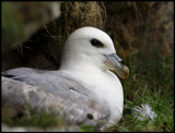 Breeding Fulmar at Sumburgh