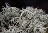 Another cold and boring day in the forrest........Renlav  (Cladonia)