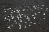 Terns at lavabeach outside Mosteiros