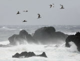 Terns in bad weather