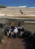 Walking the cows in Cabo da Praia