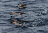 Cory´s shearwaters - Azores
