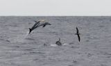 Common dolphin and shearwater