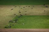 Cows near Sete Cidades