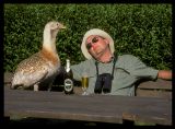 Looking for Great Bustards in Hungary 2000