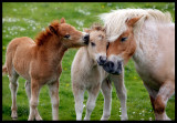 Happy Shetland Ponnies - Lerwick