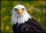 Bald Eagle (controlled conditions)