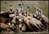 Griffon Vultures eating on dead sheep