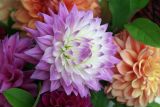 Dahlias 29