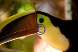 toucan151