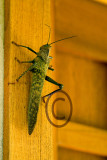 grasshoppers as big as my hand