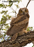 Great-Horned Owl Chick