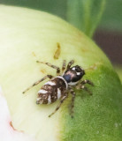 Zebra Jumping Spider, Species Salticus scenicus