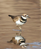 Killdeer