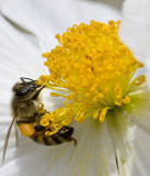 Honey Bee with plump Pollen Basket