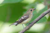 Yellow-Rumped-Flycatcher.jpg