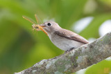 Dragonfly-Catcher.jpg