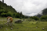 On the way to Mestia (Svaneti region)