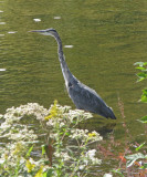 IMG_0349_Blue Heron ...
