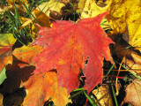 Leaves