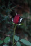 CRW_5024.JPG