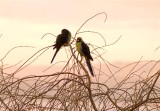 Two yellow rosellas