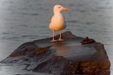 Seagull