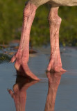 Legs
