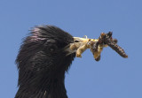 Mouth full