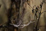 Spiders web