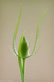 Flowing teasel