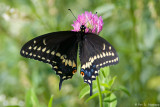 Swallowtail on clover