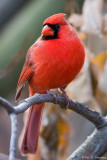 Fall Cardinal