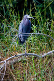 Little Blue Heron