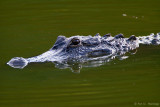 Mother alligator