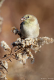 Feeding