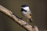 Chickadee in sunlight