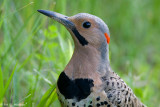 Flicker in grass