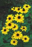 10 Rudbeckia 2009